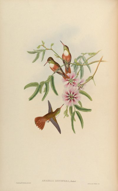 Amazilia leucophaea = Amazilia amazilia leucocephala - John Gould